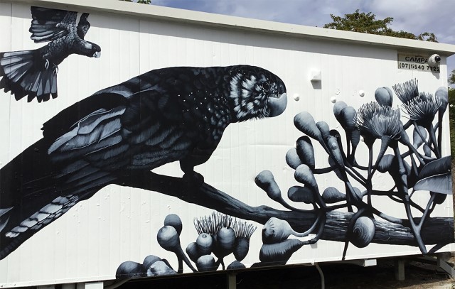 This artwork is one of three along the Ferny Grove line and features artwork of protected flora and fauna from around the Brisbane region. This piece located at Alderley station, features beautiful black cockatoos and bloodwood tree foliage.